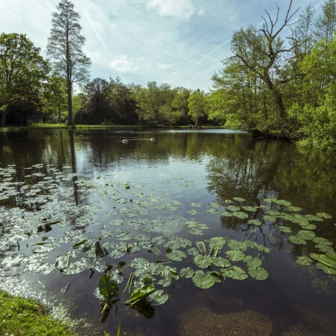 Lily pads in a lake in Surrey.